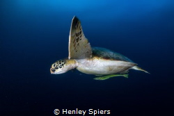 Turtle Says Hi by Henley Spiers 